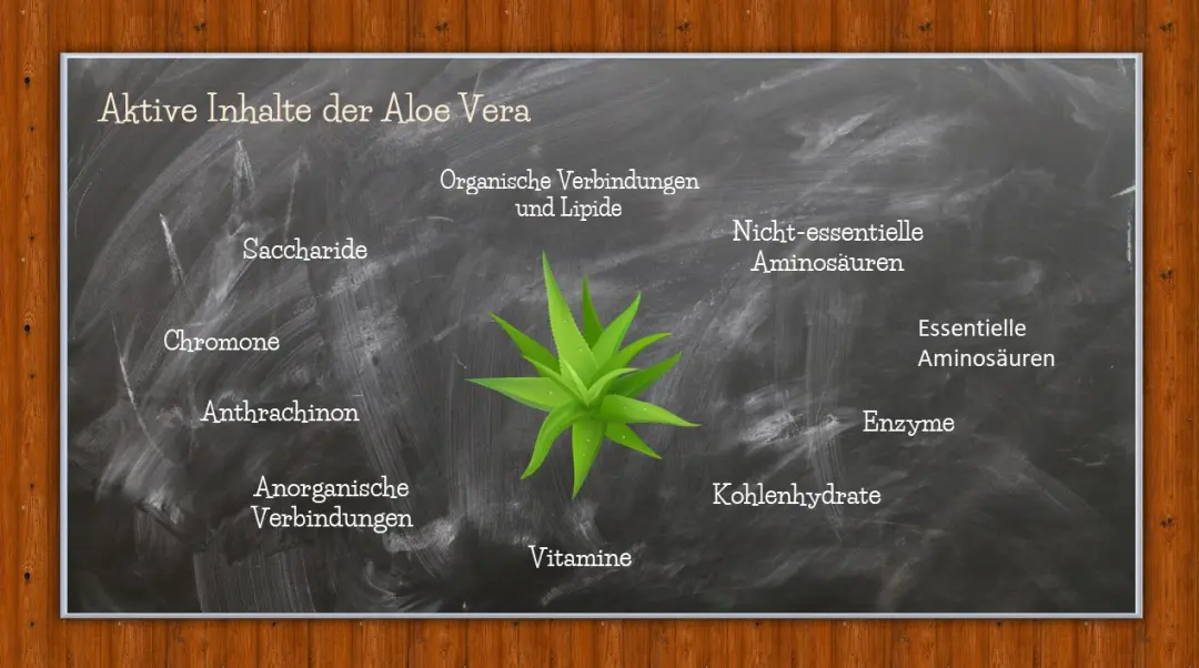 Aktive Inhaltsstoffe der Aloe Vera