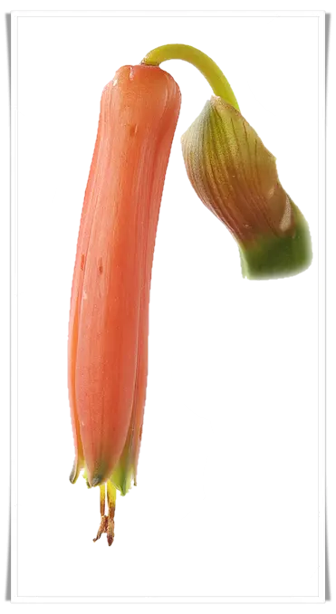 Aloe Vera Blüte - einzeln