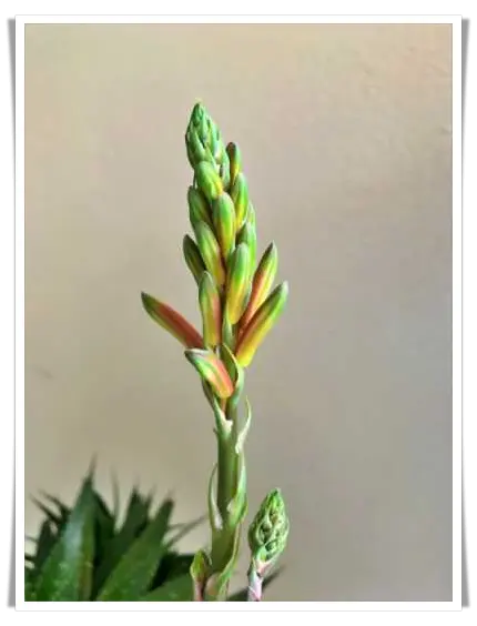 Aloe Vera Blüte