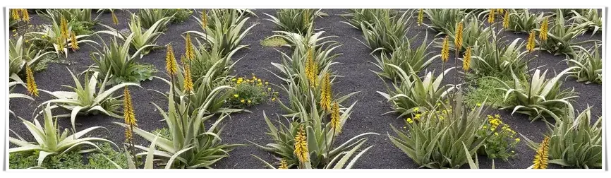 Aloe Vera Pflanzen Anbau