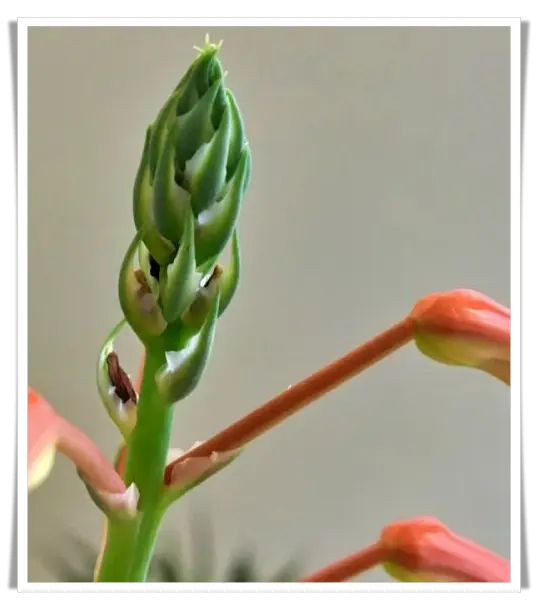 Aloe Samen
