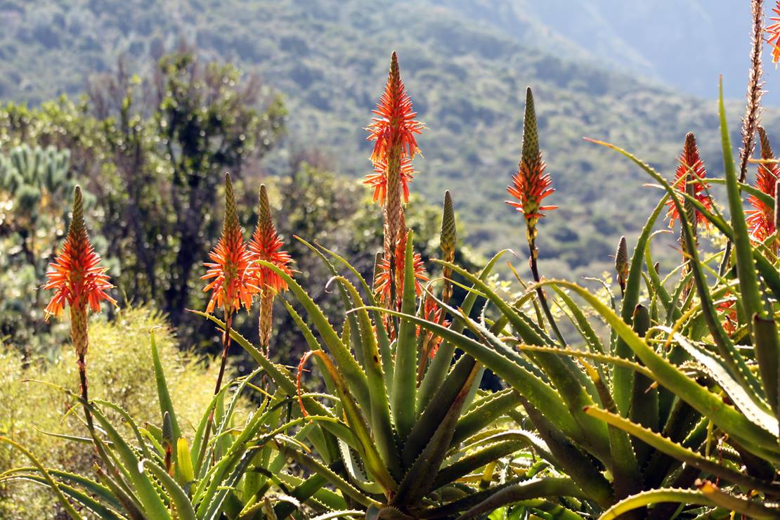Aloe Arborescens Pflanzen mit Blüte