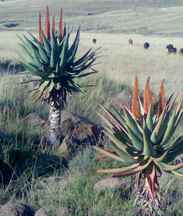 Aloe ferox in der Natur zwischen Cofimvaba und Ngcobo