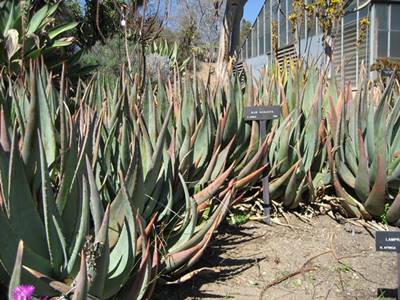 Bild von mehreren Aloe aculeata Pflanzen aus einem botanischen Garten