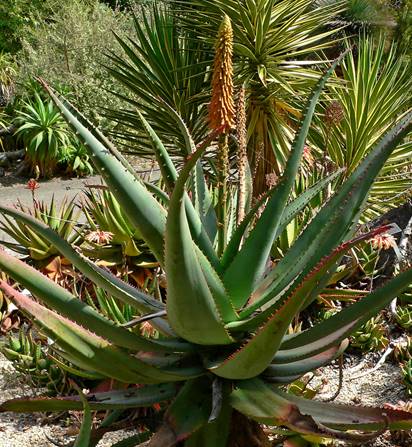 Bild einer Aloe Africana Pflanze
