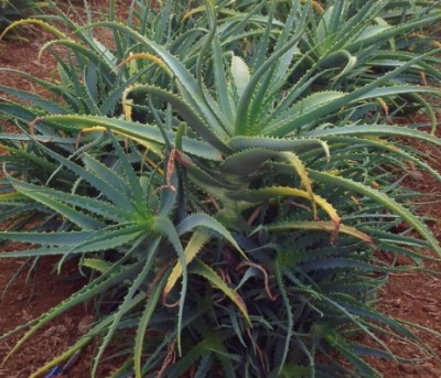 Aloe arborescens Pflanze auf einer Plantage