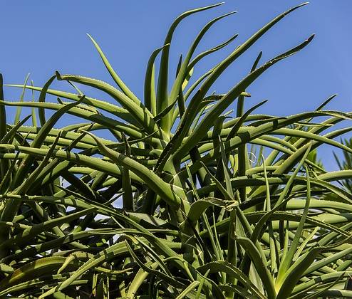 Bild von mehreren Aloe barberae Pflanzen