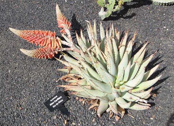 Bild einer Aloe claviflora aus dem Botanischen Garten