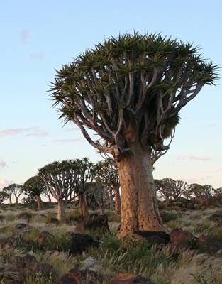 Bild von mehreren Aloe dichotoma Pflanzen in der Wildnis, diese Aloe Art wird auch Köcherbaum genannt
