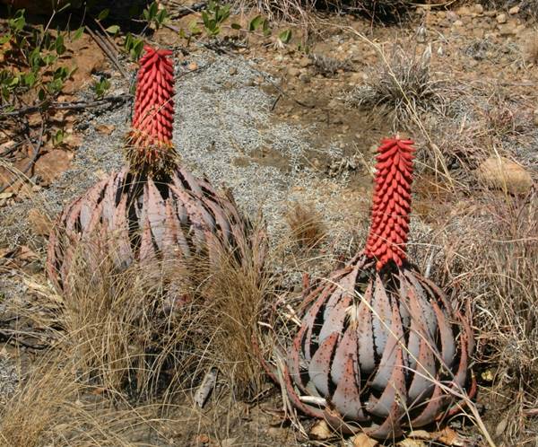 Bild von zwei Aloe peglerae in der Blüte in freier Natur