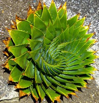 Bild einer Aloe polyphylla