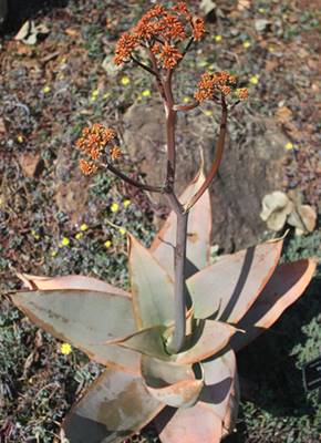 Ein Bild einer Aloe striata aus dem Botanischen Garten in Süd Afrika