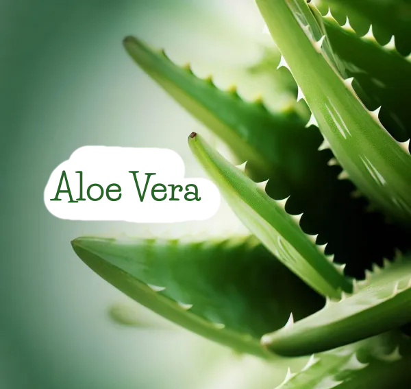 Die Vorteile der Aloe Vera
