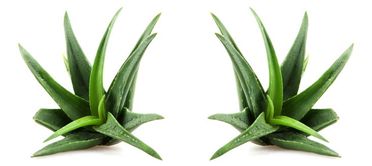 Aloe Vera Pflanze Barbadensis Miller - gilt unter den Aloe Sortenals die Wirksamste neben der Aloe Arborescens. Die Aloe ist dabei ein Liliengewächs, wie Knoblauch und Zwiebel. Bis heute konnten etwa 450 verschiedene nährstoffreiche, natürliche Bestandteile in der Aloe nachgewiesen werden. 