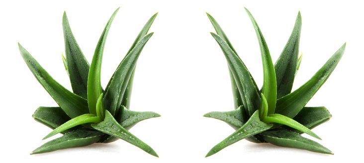 Shop-Kategorie Aloe Vera Produkte. Die Aloe Vera Barbadensis Miller Pflanze, wird schon seit vielen Jahren als Heilpflanze eingesetzt. Unter den über 250 Arten gibt es lediglich vier, die medizinisch wirksam sind. Unter ihnen gilt die Aloe Barbadensis Miller (Aloe Vera) als die Wirksamste. Sie ist ein Liliengewächs, wie Knoblauch und Zwiebel, und auch genauso wertvoll. Bis heute konnten etwa 450 verschiedene nährstoffreiche, natürliche Bestandteile nachgewiesen werden. 