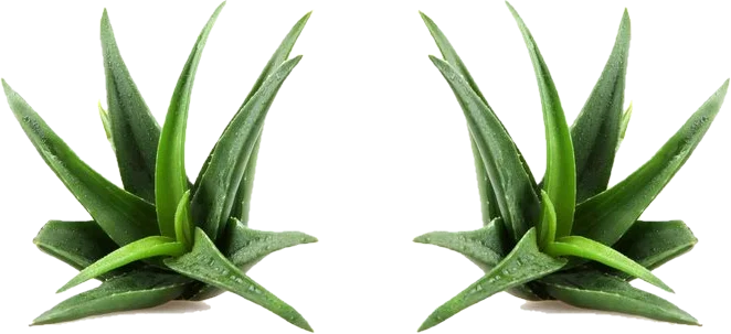 Aloe Vera Pflanze Barbadensis Miller - gilt unter den Aloe Sortenals die Wirksamste neben der Aloe Arborescens. Die Aloe ist dabei ein Liliengewächs, wie Knoblauch und Zwiebel. Bis heute konnten etwa 450 verschiedene nährstoffreiche, natürliche Bestandteile in der Aloe nachgewiesen werden. 