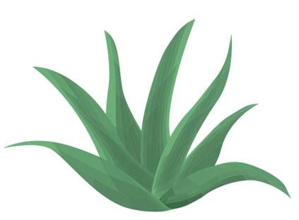 Aloe Vera Produkte. Die Aloe Vera Barbadensis Miller Pflanze, wird schon seit vielen Jahren als Heilpflanze eingesetzt. Unter den über 250 Arten gibt es lediglich vier, die medizinisch wirksam sind. Unter ihnen gilt die Aloe Barbadensis Miller (Aloe Vera) als die Wirksamste. Sie ist ein Liliengewächs, wie Knoblauch und Zwiebel, und auch genauso wertvoll. Bis heute konnten etwa 450 verschiedene nährstoffreiche, natürliche Bestandteile nachgewiesen werden. 