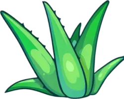 Aloeveraland - frische Aloe Vera Blätter und Kosmetik vom Profi aus und mit Aloe Vera