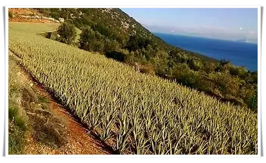 Plantage der Aloe Vera barbadensis Miller Pflanzen in Griechenland
