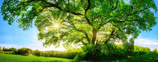 Lebensbaum - grüne Landschaft mit Baum