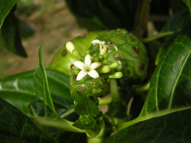 Eine Nonifrucht mit weißen Blüten