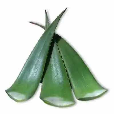 Bio Aloe Vera barbadensis Miller Blätter