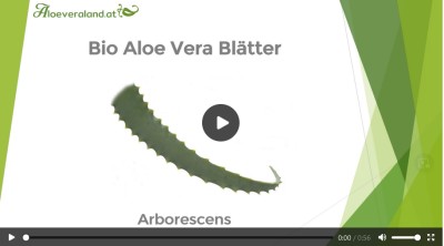 Video Aloe Arborescens Blätter