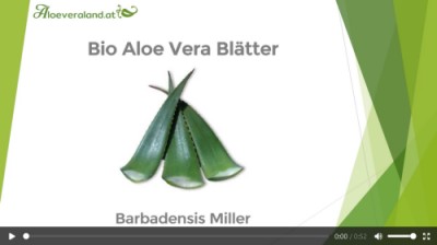 Video Aloe Vera Blätter Barbadensis Miller