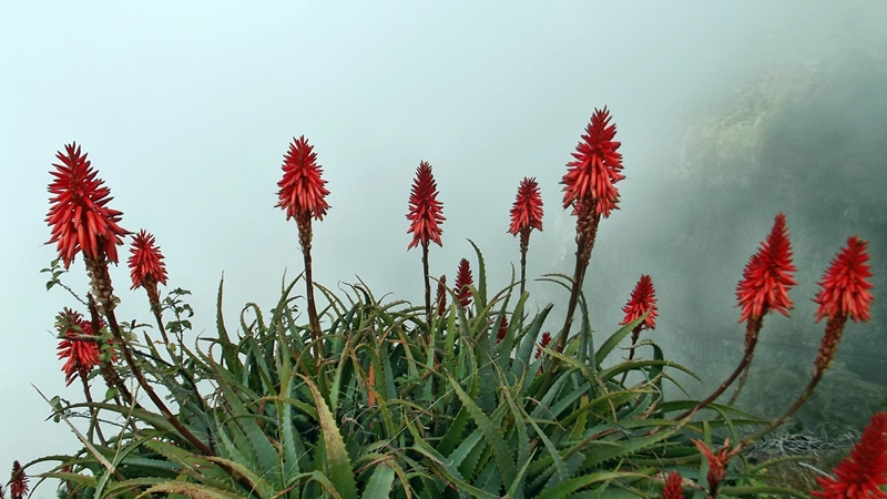 Aloe Arborescens Bestandteile der Pflanze