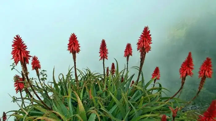 Aloe Arborescens Bestandteile der Pflanze