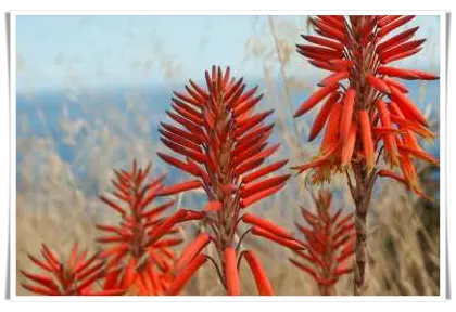 Aloe Vera Blüte - Rote Blüte