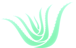 Aloe Vera Aloe Vera