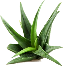 Aloeveraland - frische und natürliche Produkte aus und mit Aloe