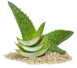 Aloe Vera gel for face and body with up to 99% Aloe Vera