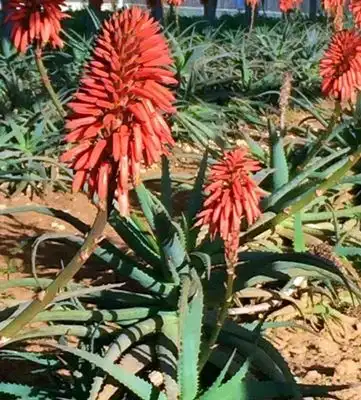 Bild einer Aloe Arborescens Pflanze auf einer Aloe Plantage in der Blüte mit roten Blüten