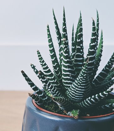 Aloe variegata - Tiger Aloe