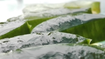 Frisches Aloe Vera Gel