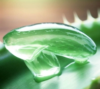 Aloe vera skin gel