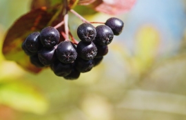 Aronia juice