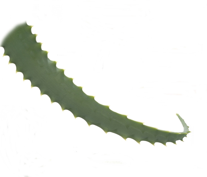 Aloe Arborescens - frische Blätter