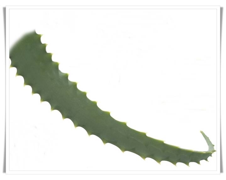 Aloe Vera Arborescens - frische Blätter (Portion ca. 400 g)