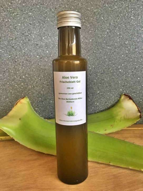 Frisches Aloe Vera Gel (250 ml) - von barbadensis Miller Blättern