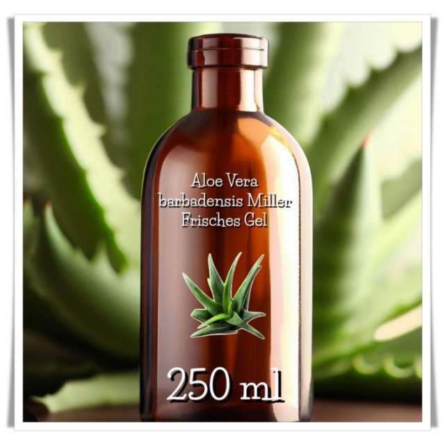 Frisches Aloe Vera Gel (250 ml) - von barbadensis Miller Blättern