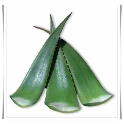 Bio - Aloe Vera Blätter - barbadensis Miller (bzw. Linné) FRISCHE Blatt