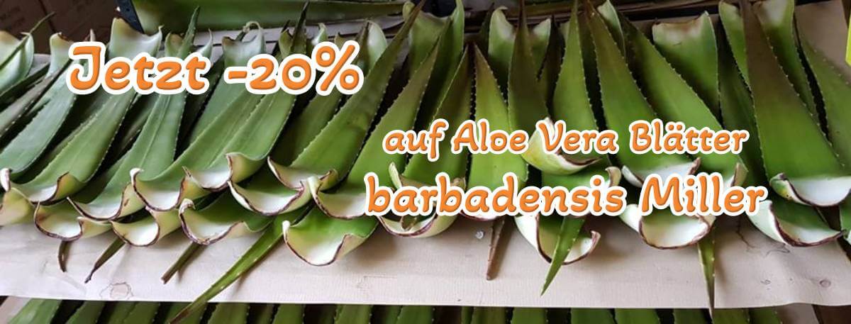 Jetzt 20 % Rabatt auf Aloe Vera barbadensis Miller Blätter