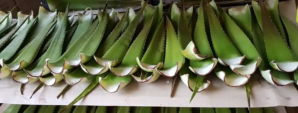 Aloe Vera Blatt barbadensis Miller bzw. linne Blätter im Lager