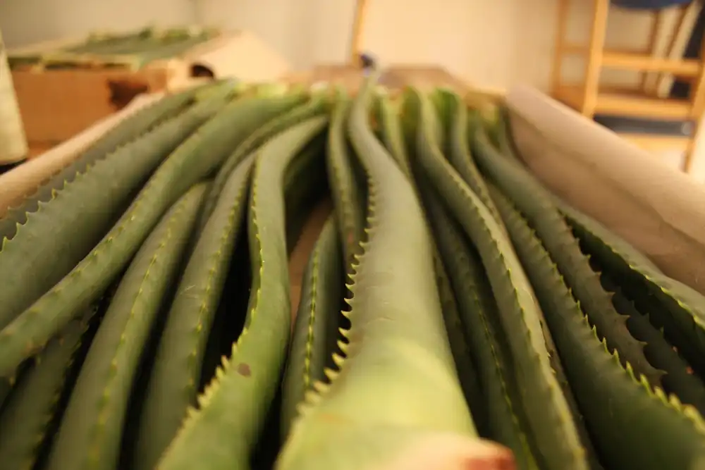 Aloe Vera Arborescens frische Blätter aus kontrolliert biologischem Anbau aus Italien in der Holzsteige