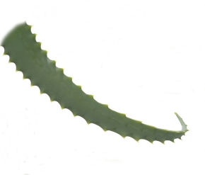 Bio - Aloe arborescens - Frischeblätter (Portion = 350 g)