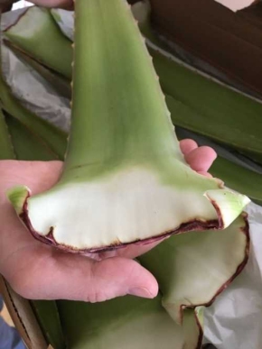 Bio Aloe Vera - fresh leaves barbadensis Miller (or linné)