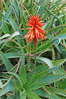 Aloe Arborescens Mixtur "Honey Zirbe" (700 ml)